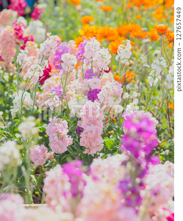 白馬津的花田(千葉縣南房總市) 白馬津的花田(千葉縣南房總市) 127657449