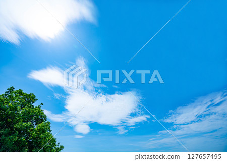Blue sky, clouds and grove 127657495