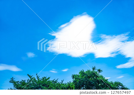 Blue sky, clouds and grove 127657497