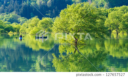 Submerged forest of Shirakawa lake 127657527