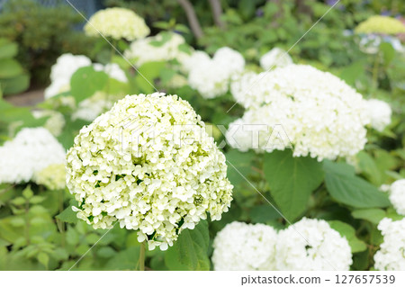 Hydrangeas blooming in vibrant colors under the rainy season sky Hydrangeas blooming in vibrant colors under the rainy season sky 127657539