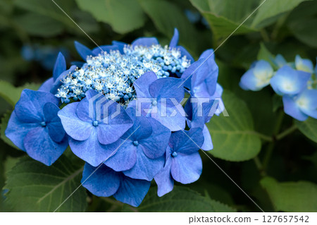 Hydrangeas blooming in vibrant colors under the rainy season sky Hydrangeas blooming in vibrant colors under the rainy season sky 127657542