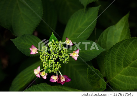 Hydrangeas blooming in vibrant colors under the rainy season sky Hydrangeas blooming in vibrant colors under the rainy season sky 127657543