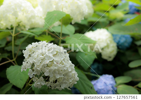 Hydrangeas blooming in vibrant colors under the rainy season sky 127657561