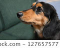 Dachshund dog 127657577