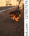 Sunset walk dog 127657579