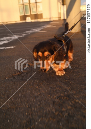 Sunset walk dog 127657579