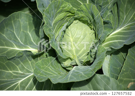 Close-Up of Green Cabbage Plant in Natural Sunlight 127657582