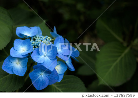 Hydrangeas blooming in vibrant colors under the rainy season sky 127657599