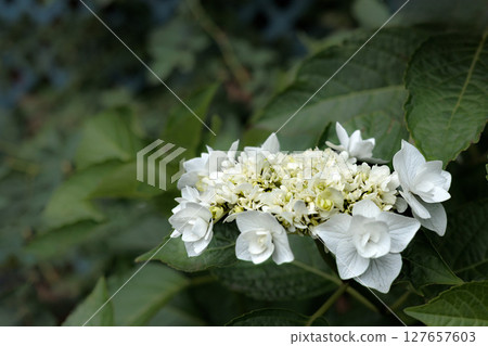 Hydrangeas blooming in vibrant colors under the rainy season sky 127657603