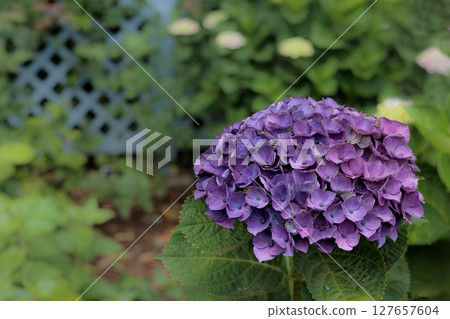 Hydrangeas blooming in vibrant colors under the rainy season sky 127657604
