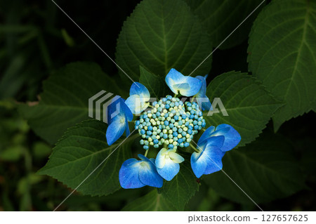 雨季的繡球花在天空的襯托下綻放出鮮豔的色彩 雨季的繡球花在天空的襯托下綻放出鮮豔的色彩 127657625