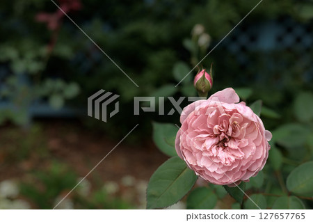 Colorful roses that heal the hearts of many people 127657765