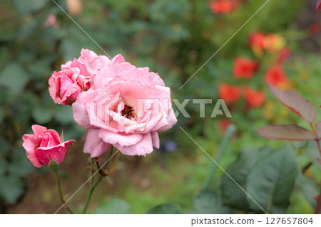 Colorful roses that heal the hearts of many people 127657804