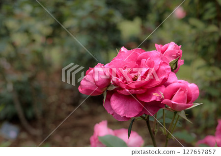 Colorful roses that heal the hearts of many people 127657857