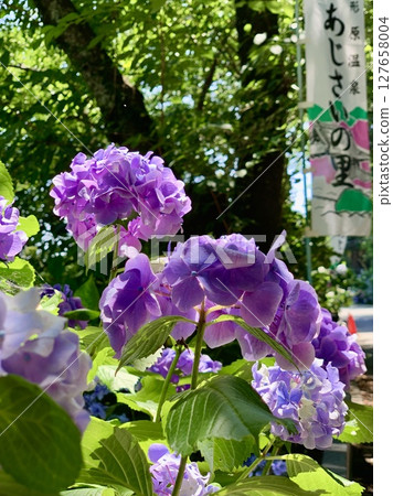 Western hydrangeas in full bloom shining in the early summer sunshine and flags for the Hydrangea Festival (Katahara Onsen Hydrangea Village/Gamagori City, Aichi Prefecture) 127658004