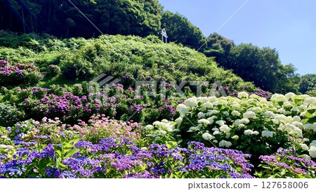 Looking up at the Challenge Bell from the hydrangea garden in full bloom under a blue sky (Katahara Onsen Hydrangea Village/Gamagori City, Aichi Prefecture) 127658006