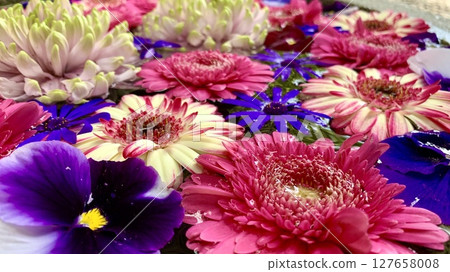 愛知縣岡崎市須鄉神社五月花水噴泉（非洲菊、三色堇、瓜葉菊、菊花）特寫 127658008