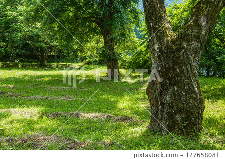 滋賀縣長濱市餘鄉町餘鄉湖畔的森林 127658081