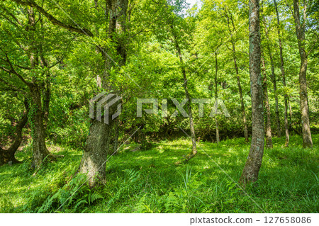 The forest on the shores of Lake Yogo, Yogo Town, Nagahama City, Shiga Prefecture 127658086