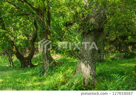The forest on the shores of Lake Yogo, Yogo Town, Nagahama City, Shiga Prefecture 127658087