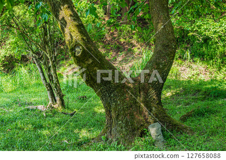 The forest on the shores of Lake Yogo, Yogo Town, Nagahama City, Shiga Prefecture 127658088