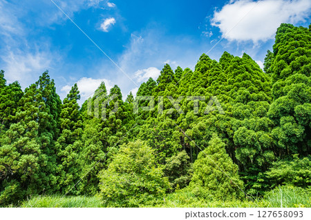 Coniferous forest on the shores of Lake Yogo, Yogo Town, Nagahama City, Shiga Prefecture Coniferous forest on the shores of Lake Yogo, Yogo Town, Nagahama City, Shiga Prefecture 127658093