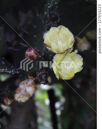 Close-up of two yellow prickly pear cactus flowers (prickly pear with flowers and buds) Close-up of two yellow prickly pear cactus flowers (prickly pear with flowers and buds) 127658223