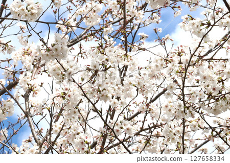Cherry Blossom Someiyoshino 127658334