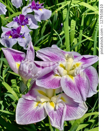 Iris in full bloom <Higashi Park Iris Garden/Okazaki City, Aichi Prefecture> 127658610
