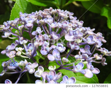 Otafuku Hydrangea (Gaku Hydrangea-type horticultural variety that was created in the Edo period and has been popular for a long time) 127658691