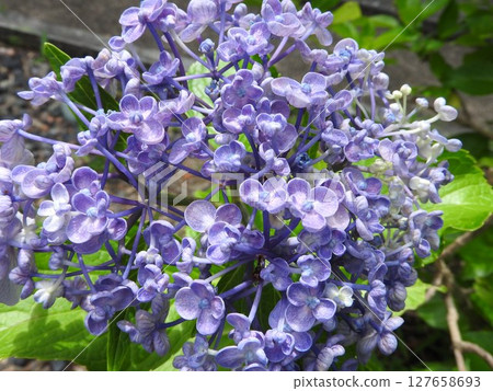 Otafuku Hydrangea (Gaku Hydrangea-type horticultural variety that was created in the Edo period and has been popular for a long time) 127658693