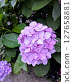 Light purple hydrangea [rainy season material] 127658881