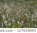 開花在春天領域的花 127659093