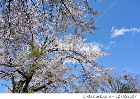 忍野八海的櫻花盛開 忍野八海的櫻花盛開 127659107