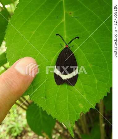 A firefly moth resting on a hydrangea leaf A firefly moth resting on a hydrangea leaf 127659186