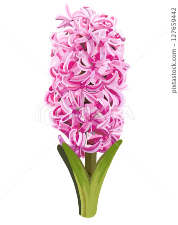 風信子（粉紅色） 127659442