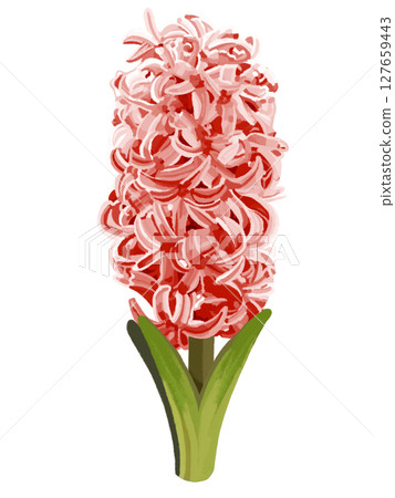 風信子（紅色） 127659443