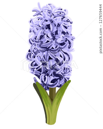 風信子(紫色) 風信子(紫色) 127659444