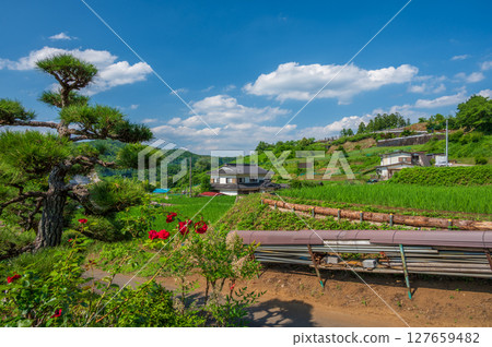 Tomioka rice terraces: A pristine early summer landscape Tomioka rice terraces: A pristine early summer landscape 127659482