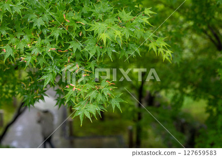 下雨天的綠楓和石階 下雨天的綠楓和石階 127659583