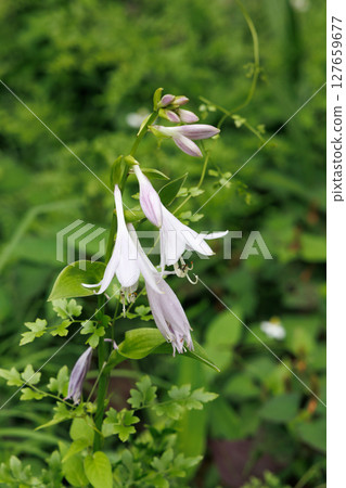White dokudami flowers 127659677