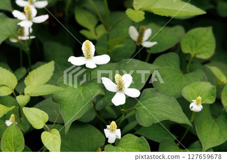 White dokudami flowers 127659678