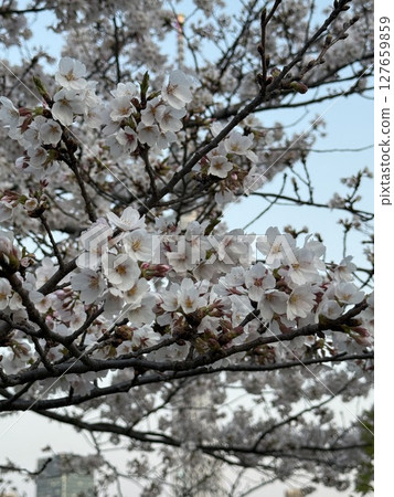 Fluttering cherry blossoms Fluttering cherry blossoms 127659859