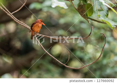 琉球翠鳥在樹枝上休息 127660092