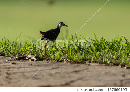 A white-breasted waterhen searching for food 127660195