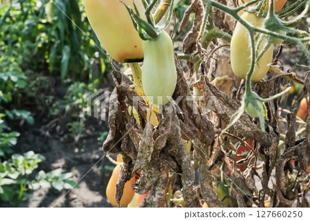 Unripe tomatoes on wilted vines in sunlit garden. Tomatoes with signs of fungal diseases 127660250