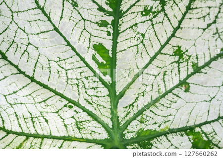 Full frame shot of Caladiums plant leaf texture and detail. Caladiums are tropical plant known for their big, heart-shaped leaves that display amazing color combinations of white, pink, red and green. Full frame shot of Caladiums plant leaf texture and detail. Caladiums are tropical plant known for their big, heart-shaped leaves that display amazing color combinations of white, pink, red and green. 127660262