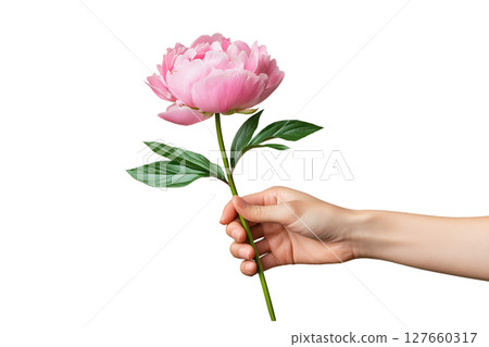 Pink blooming peony in female hand on white background 127660317