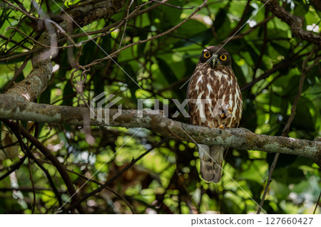 Ryukyu Hawk-owl on watch 127660427
